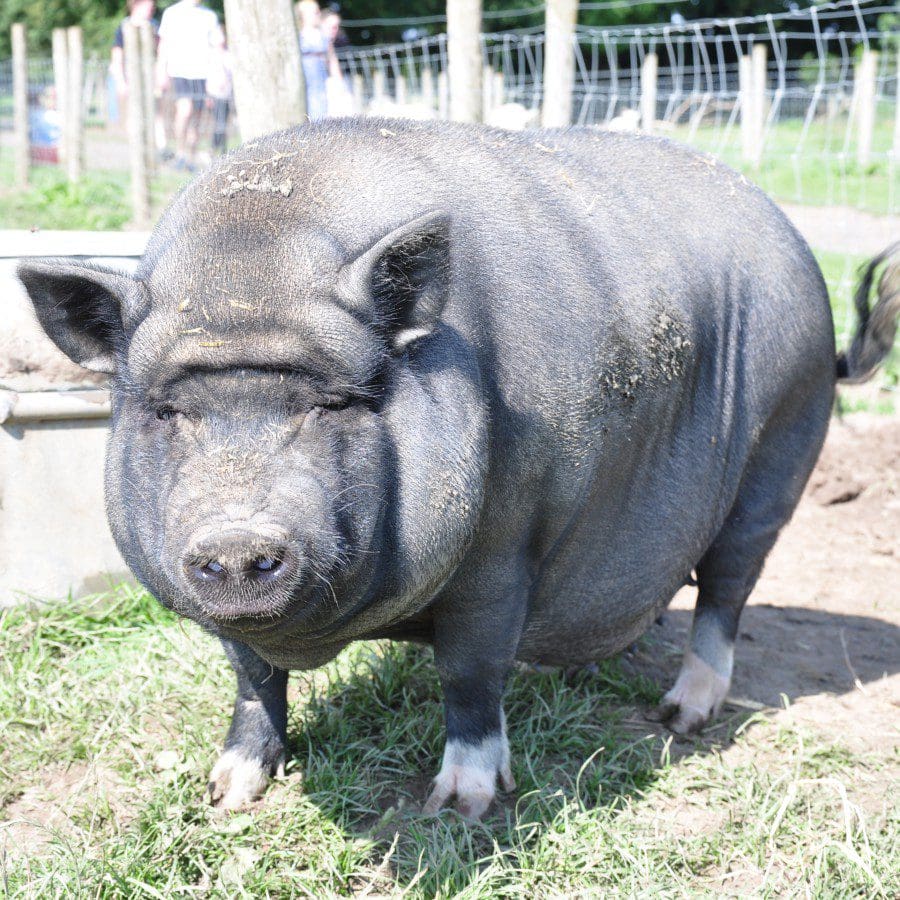 Vietnamese Pot Bellied Pigs Monk Park Farm