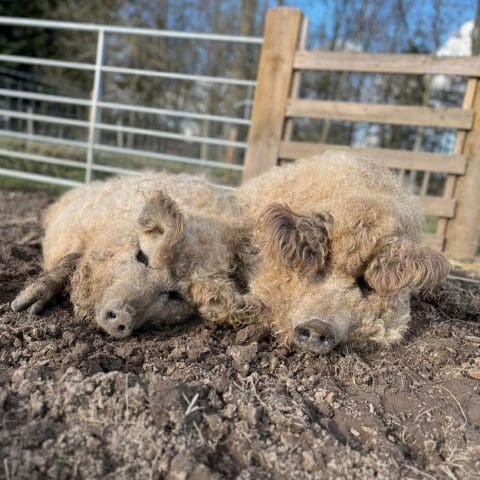 Mangalica Pig Monk Park Farm