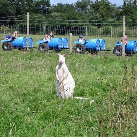 Meet The Wallabies A Small Macropod | Monk Park Farm