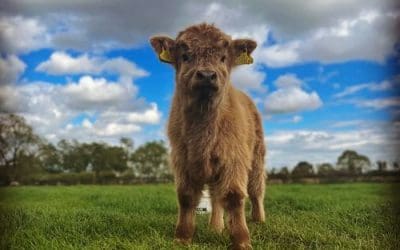 He’s Sooooo Fluffy!!