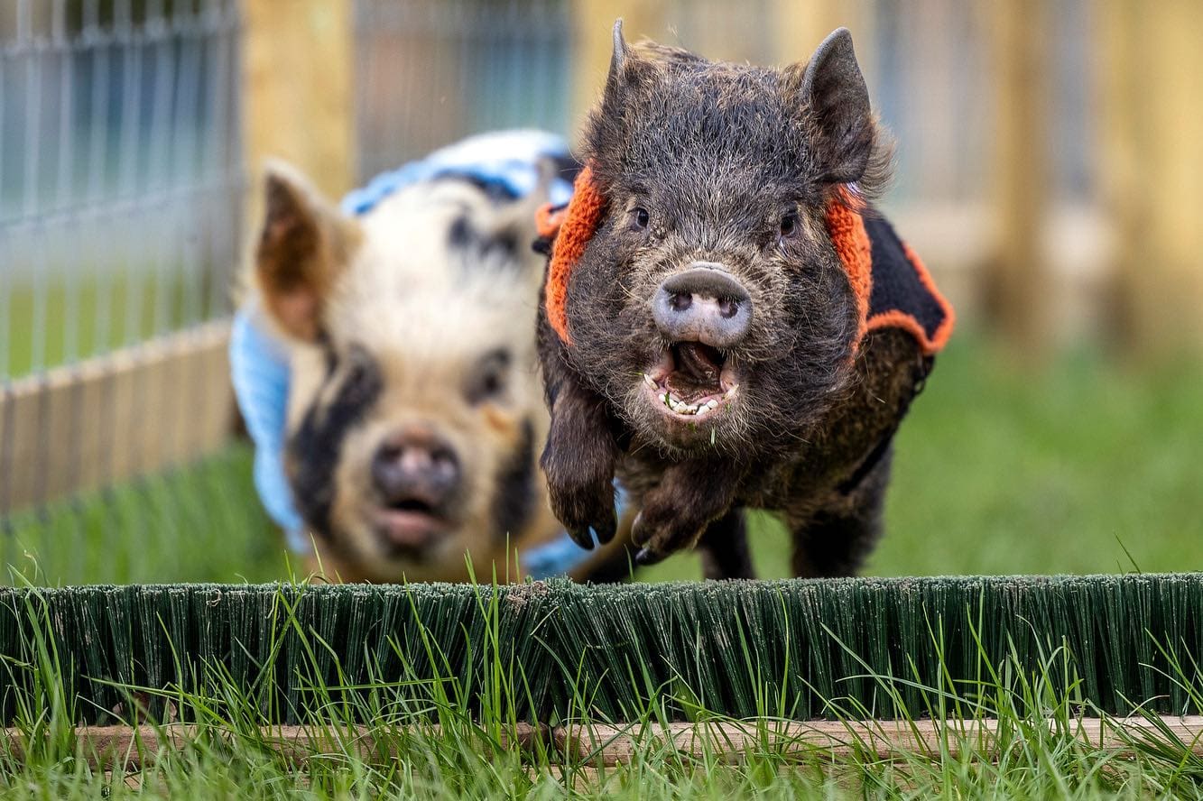 pigs-racing-and-jumping