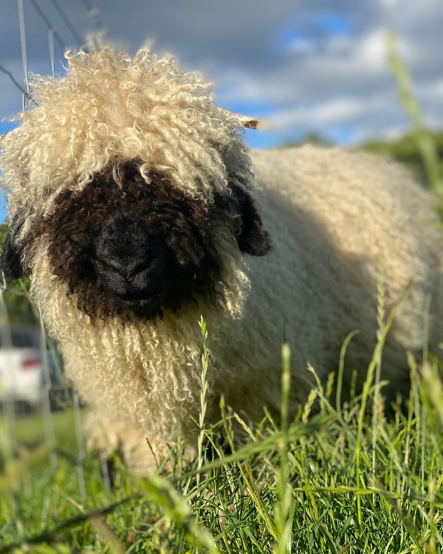 Summer holidays at Monk Park Farm